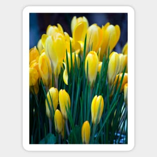 Yellow crocus Sticker